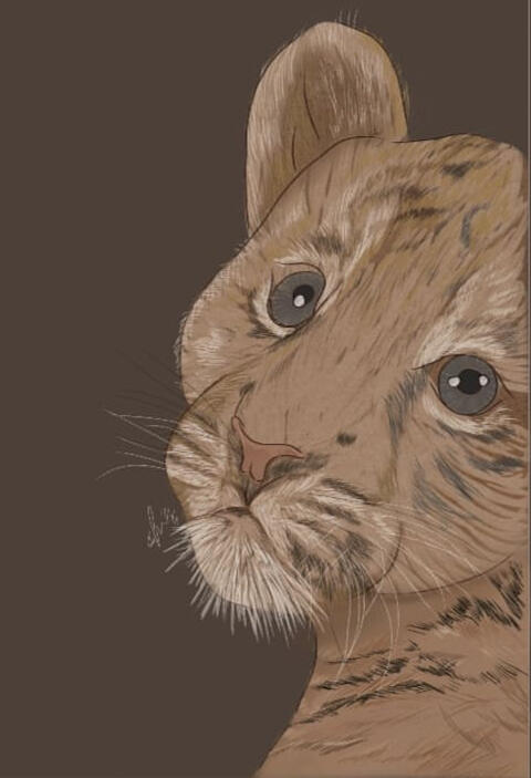 Little Tiger